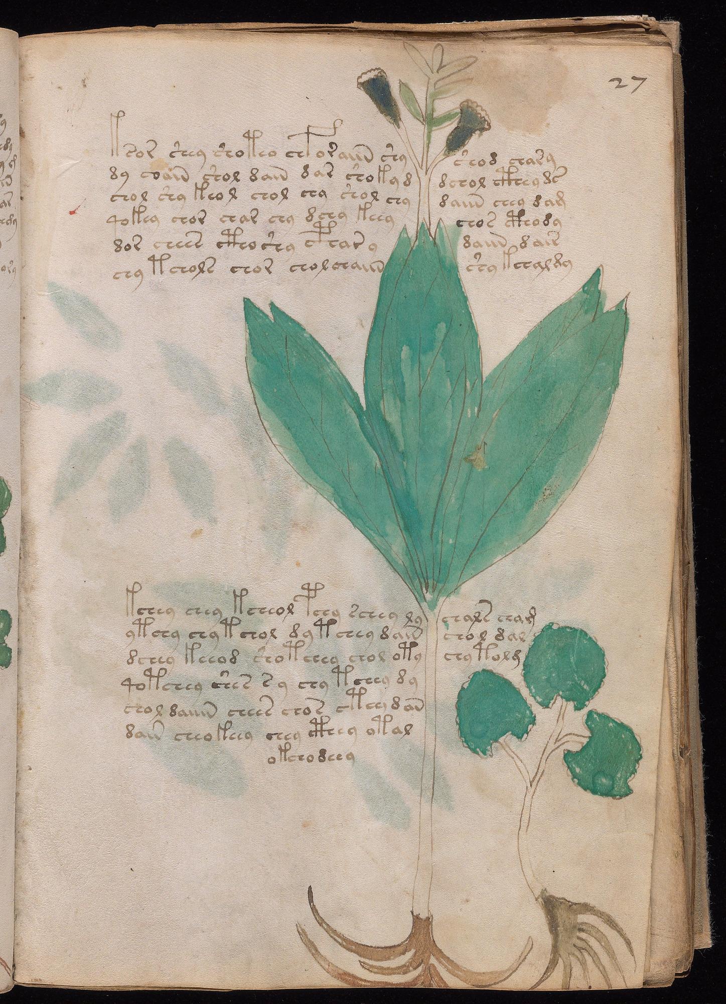 Voynich Manuscript folio f27r — Beinecke MS 408